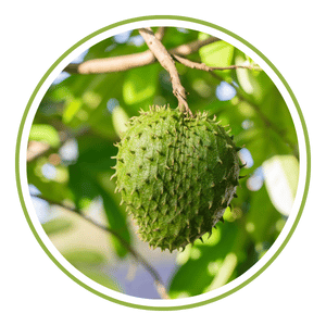 Graviola Soursop Fruit